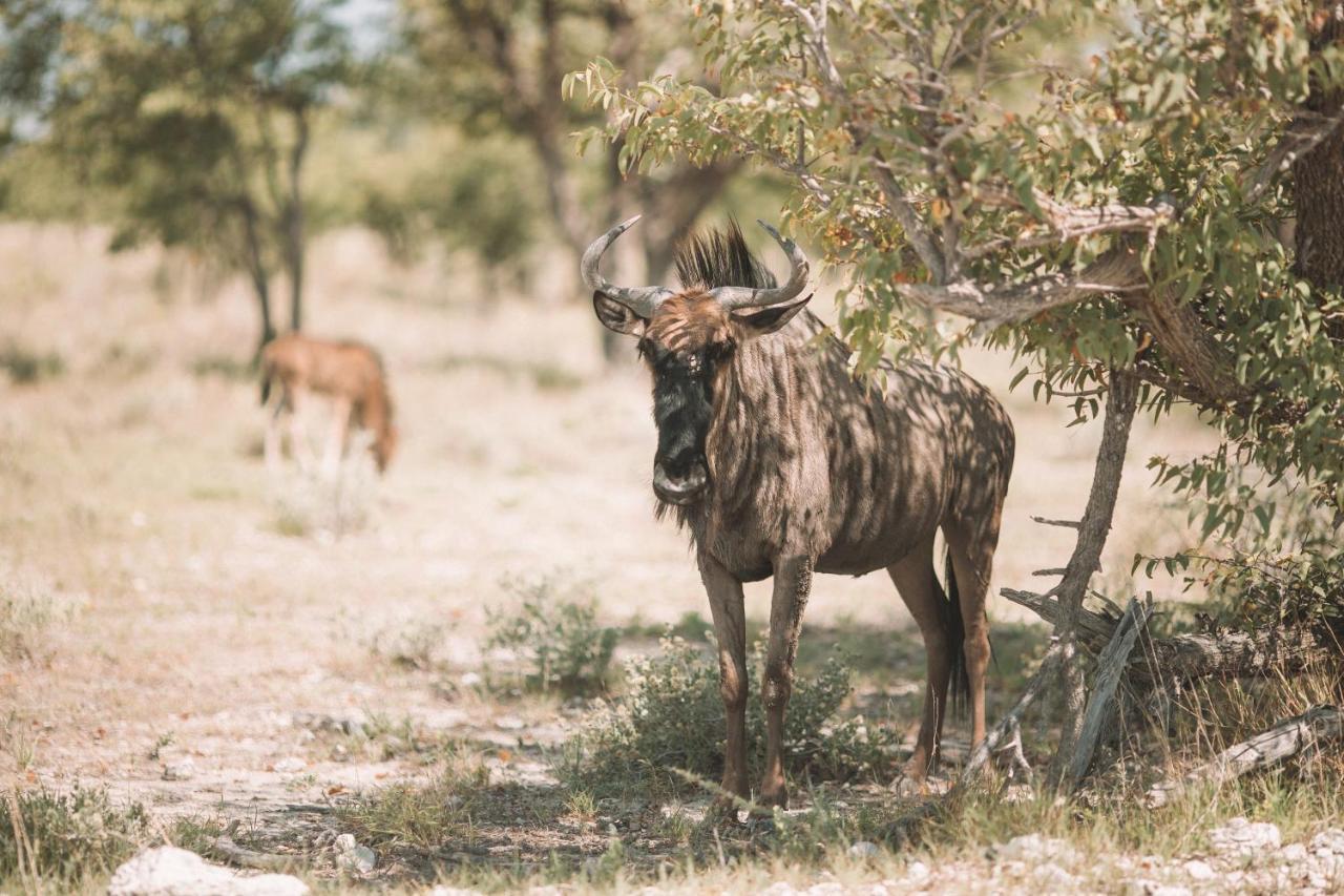 Etosha Safari Campsite Exterior foto